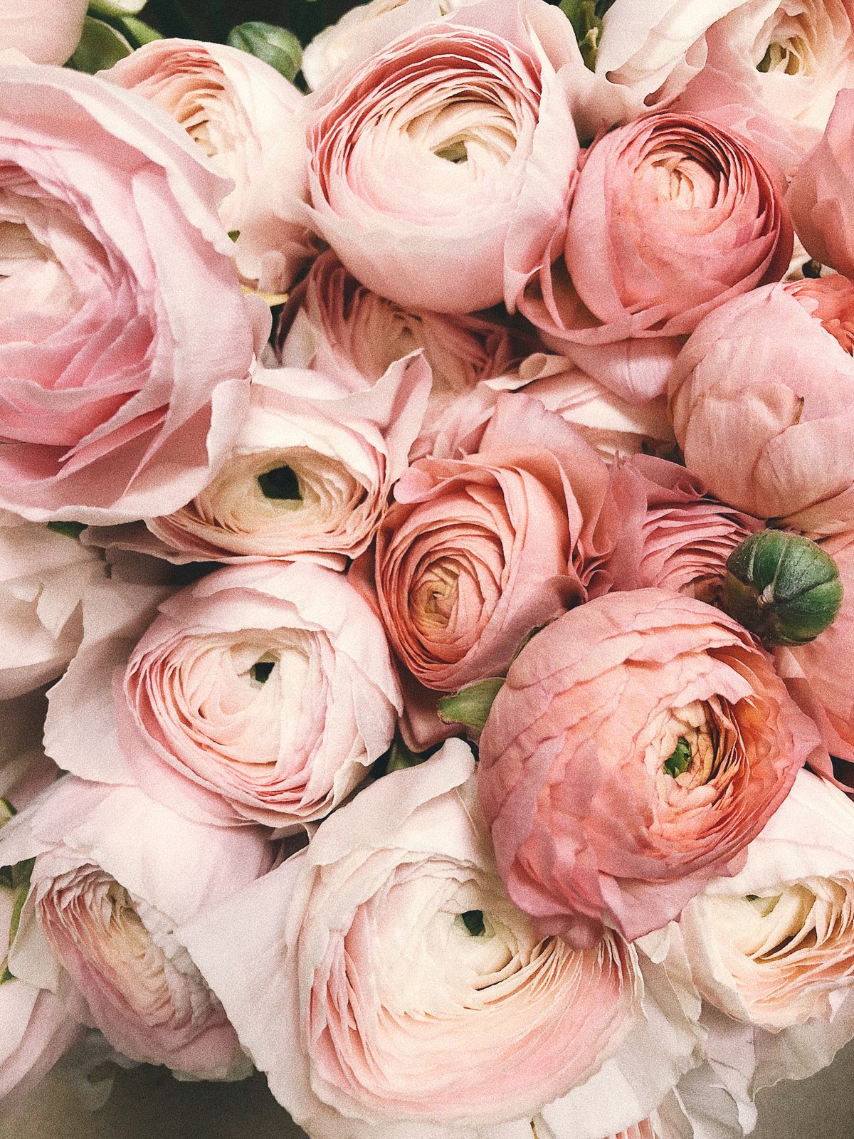 Flores de temporada