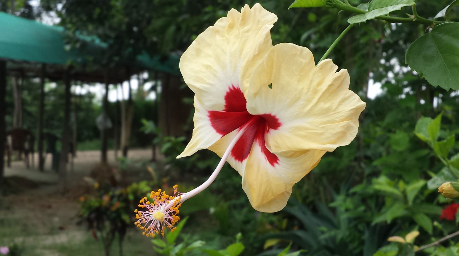 Plantas en ambiente de vivero